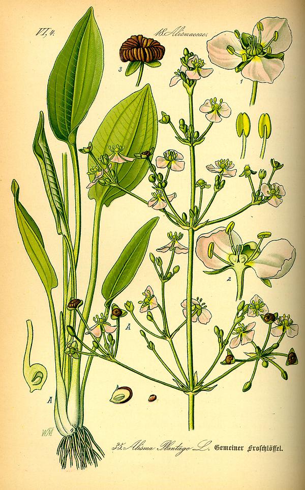 tafel_035_Alisma aquatica.jpg