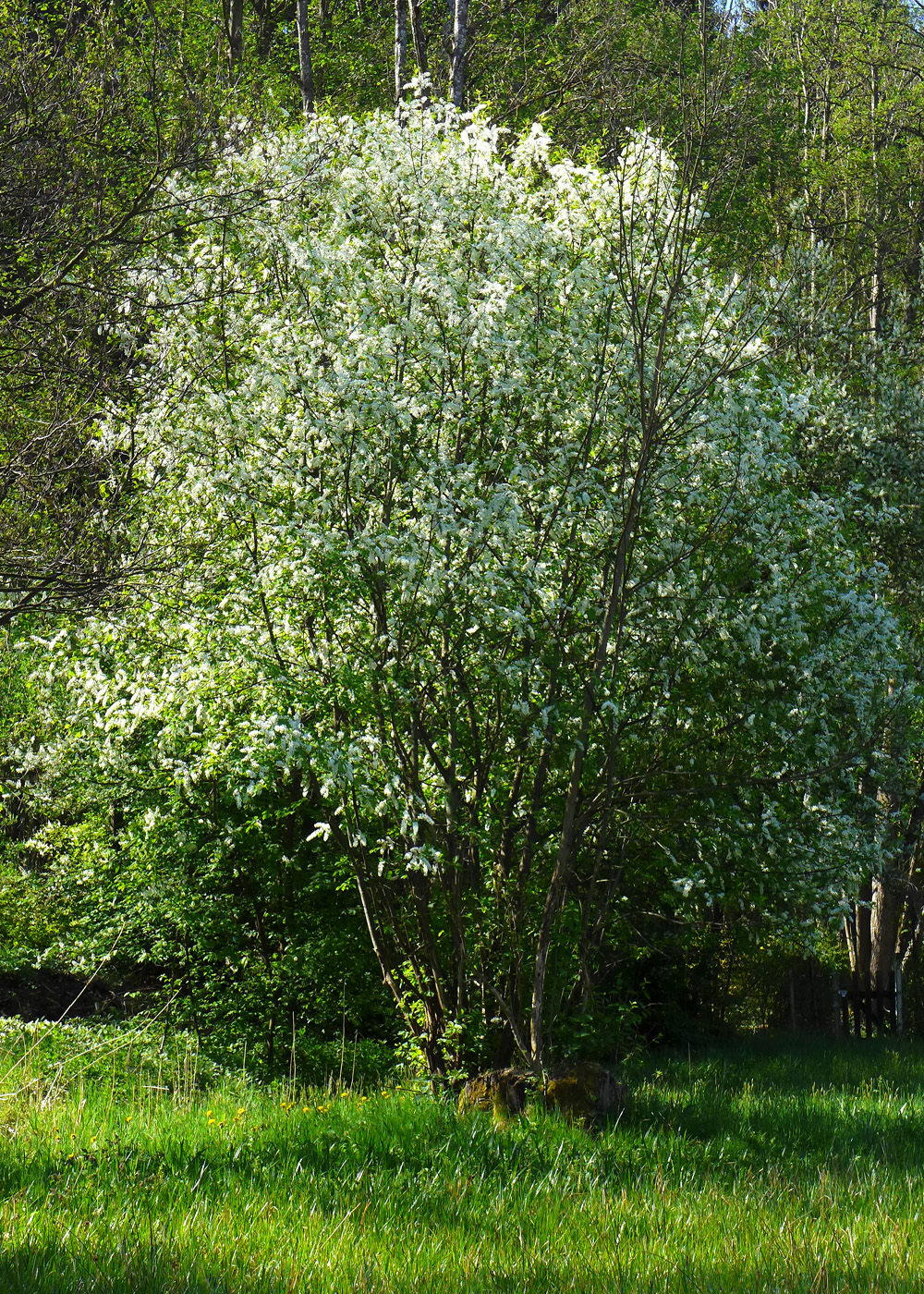 Strauch Gewöhnliche Traubenkirsche Flora Natur im