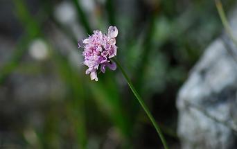 Blüte (1)