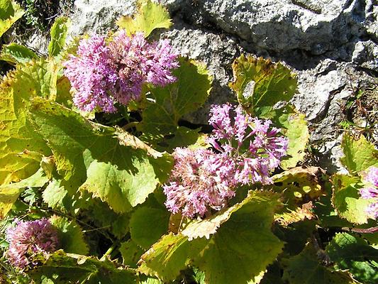 Grüner Alpendost