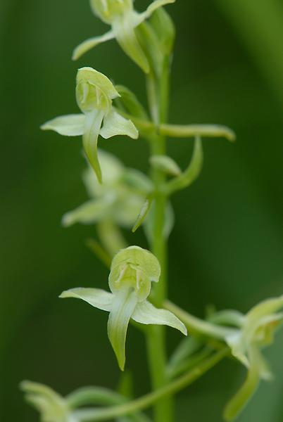 Grünliche Waldhyazinthe