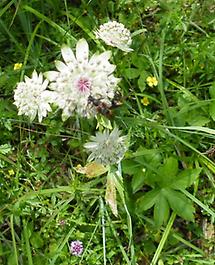 Blüte von oben