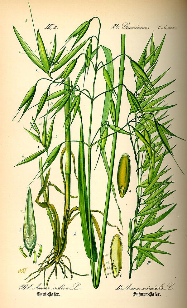 tafel_068_Avena sativa.jpg