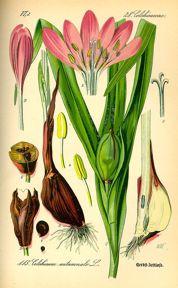 tafel_117_Colchicum autumnale.jpg