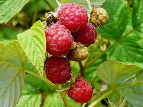 Beeren