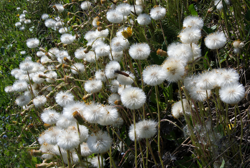 Huflattich-Samen