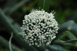 Blüte, Detail