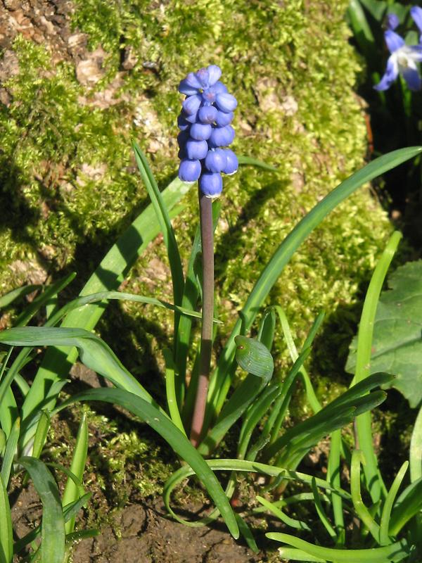 Muscari botryoides