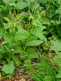 geschlossene Blüten