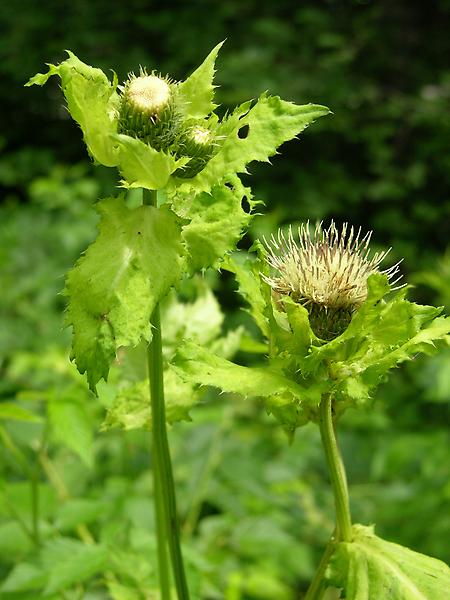 Kohl-Kratzdistel