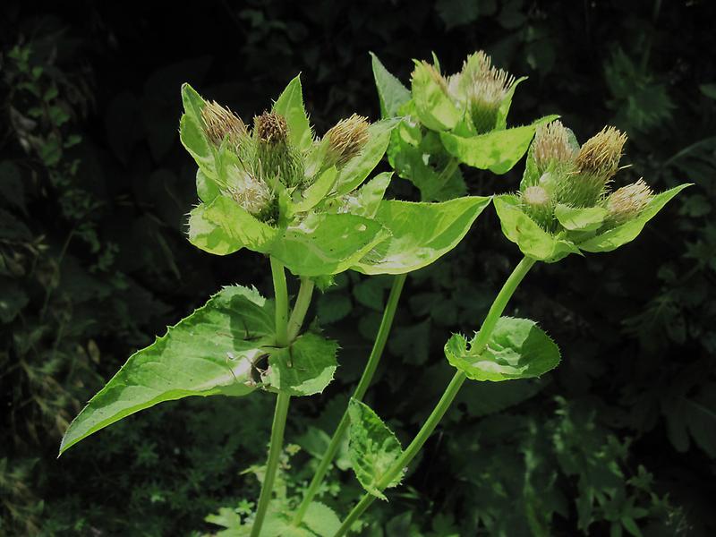 Kohl-Kratzdistel