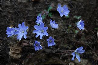 blaue Blüten