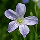 Bild 'Linum-alpinum'