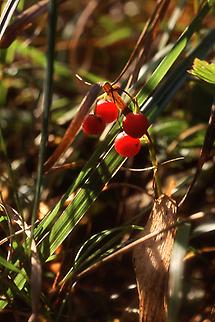 Beeren