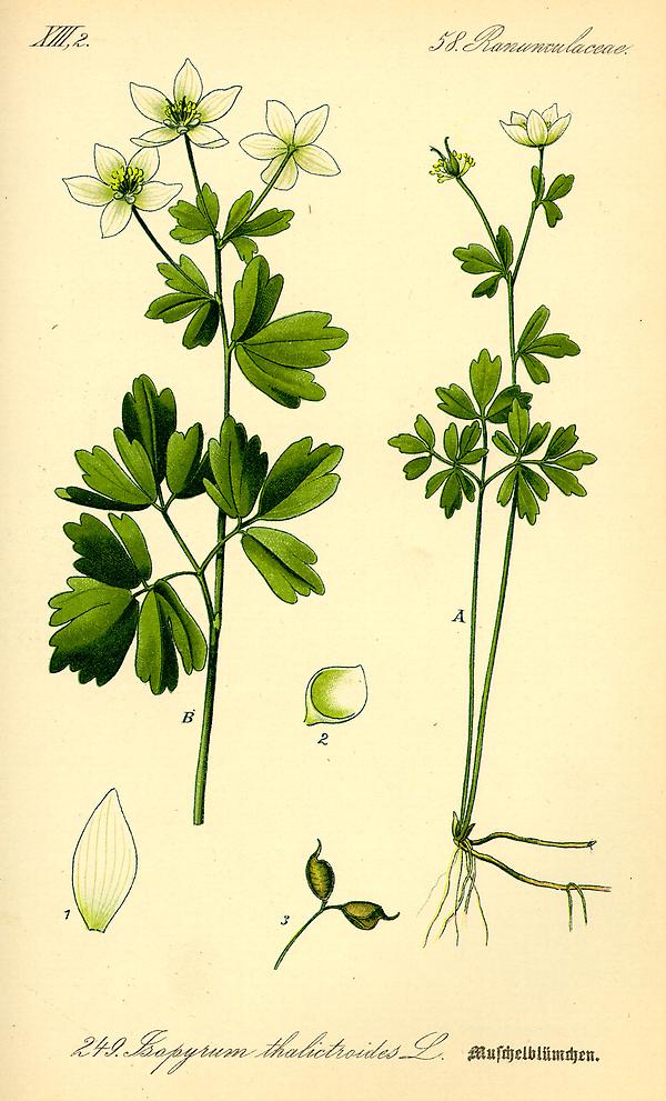 Bild '92_Isopyrum thalictroides_tafel_092'