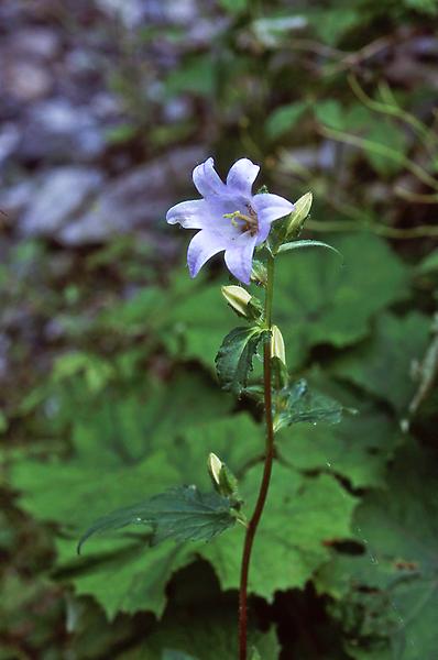 Nesselblättrige Glockenblume