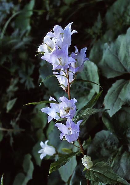 Nesselblättrige Glockenblume