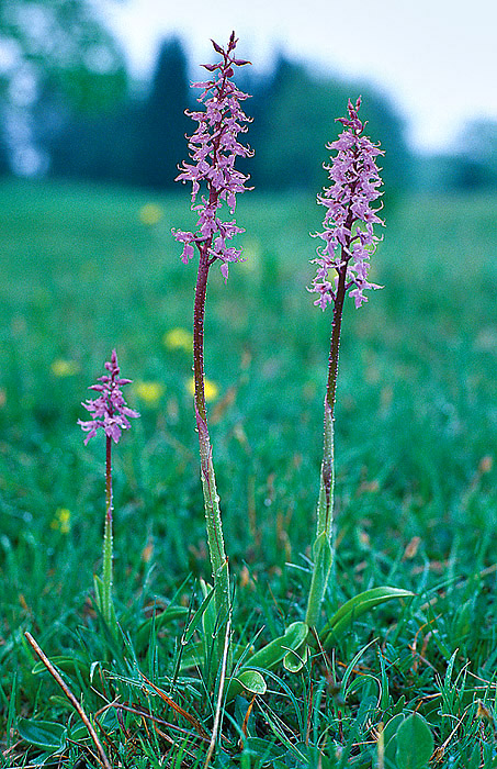 Prächtiges Knabenkraut