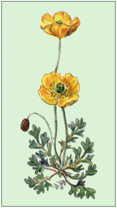 Rhätischer Alpenmohn