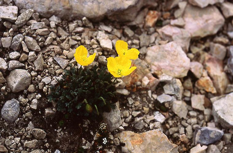 Rhätischer Alpenmohn