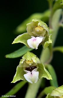 Blüte Detail