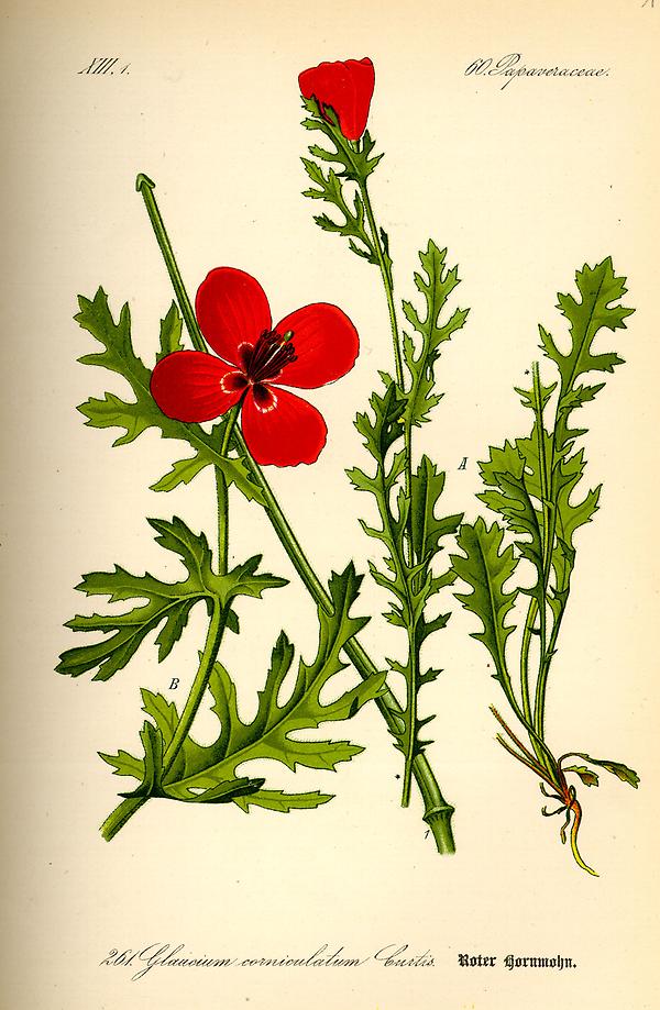 Roter Hornmohn