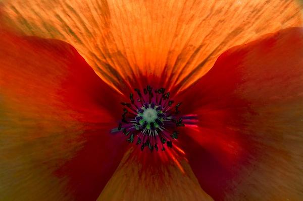 Roter Mohn, Klatschmohn