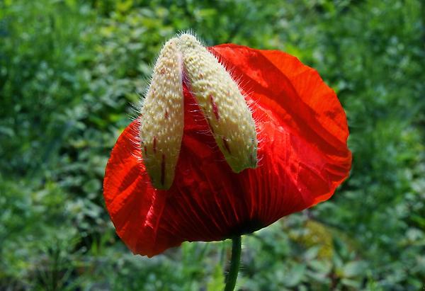 Roter Mohn, Klatschmohn