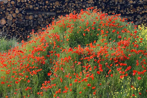 Roter Mohn, Klatschmohn