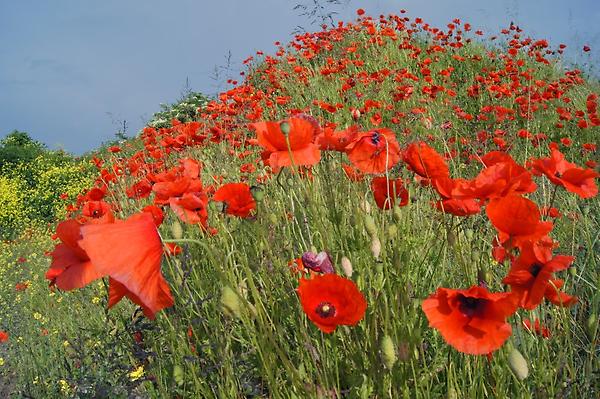 Roter Mohn, Klatschmohn