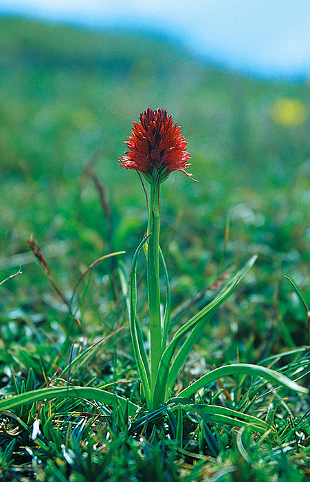 Rotes Kohlröschen