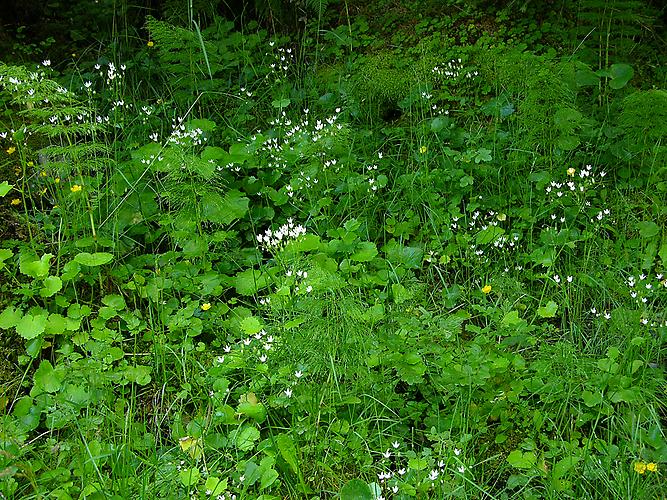 Rundblättriger Steinbrech