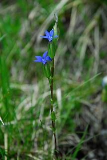 Blüten (1)