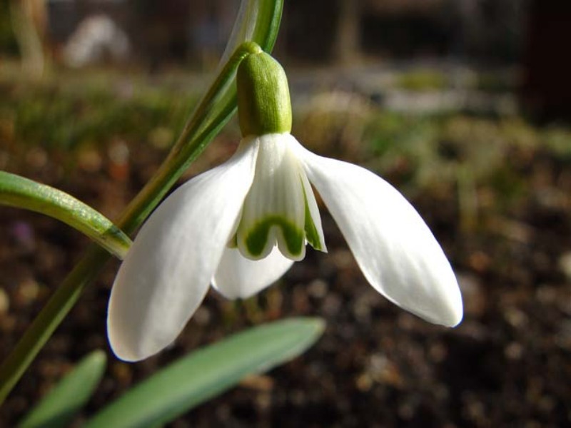 Schneeglöckchen, Detail