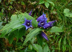 Blüten von oben