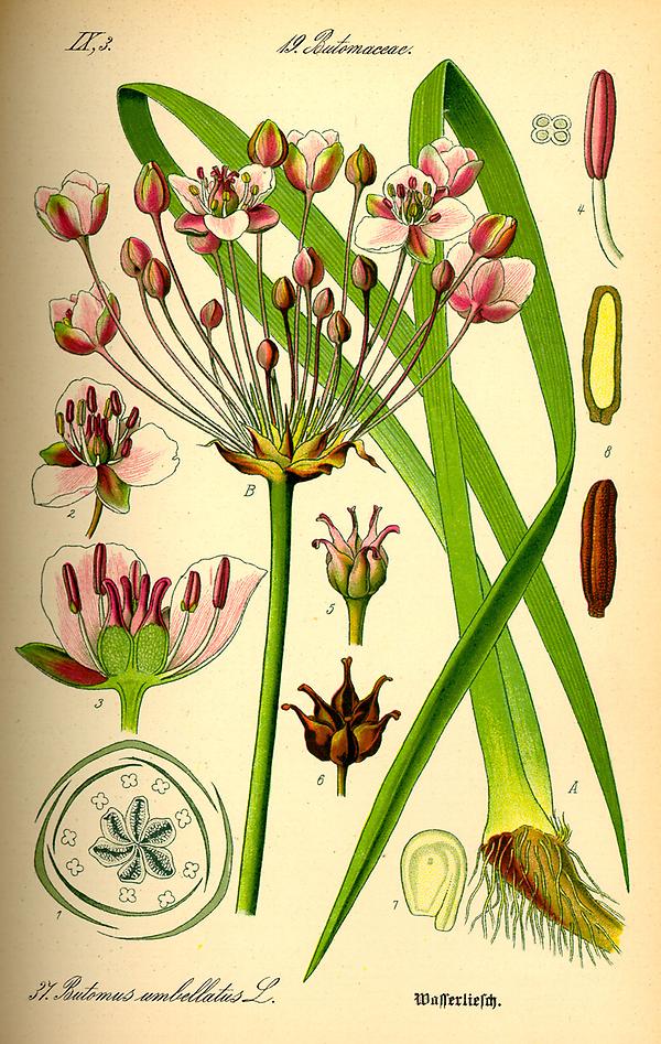 tafel_037_Butomus umbellatus.jpg