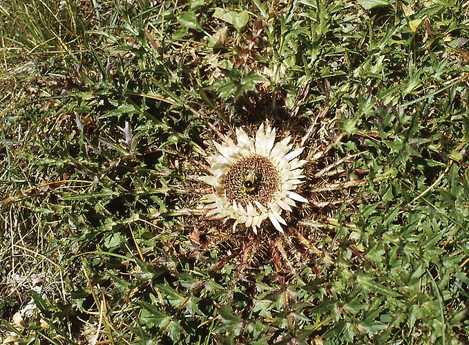 Silberdistel Silberdistel Flora Natur Im Austria Forum