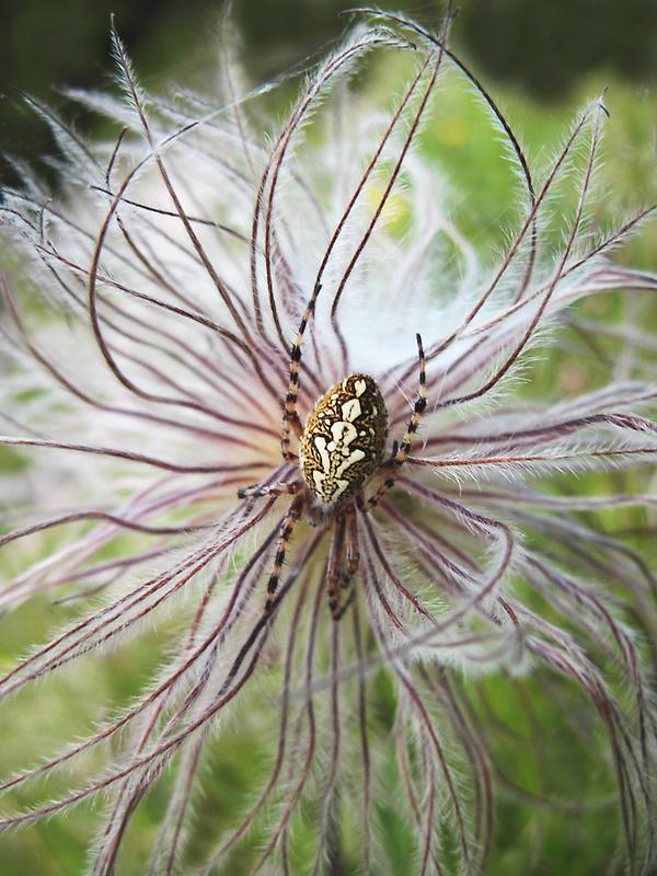 Spinne auf Silberwurz