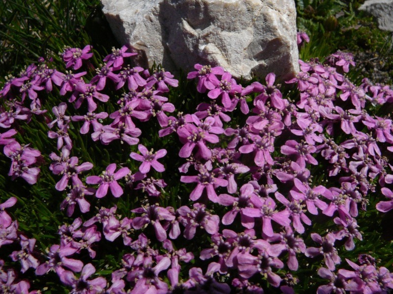 Stängelloses Leimkraut