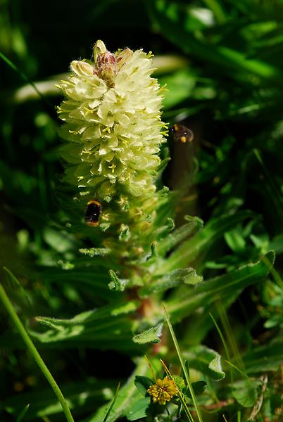 Strauß-Glockenblume