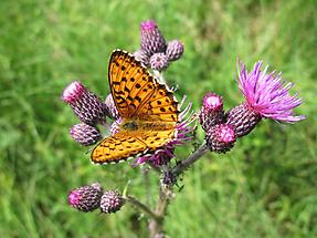 Schmetterling auf Blüte