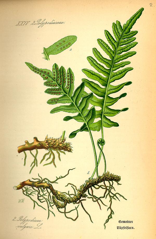 tafel_002_Polypodium vulgare.jpg