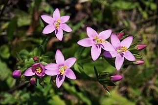 Blüten von oben