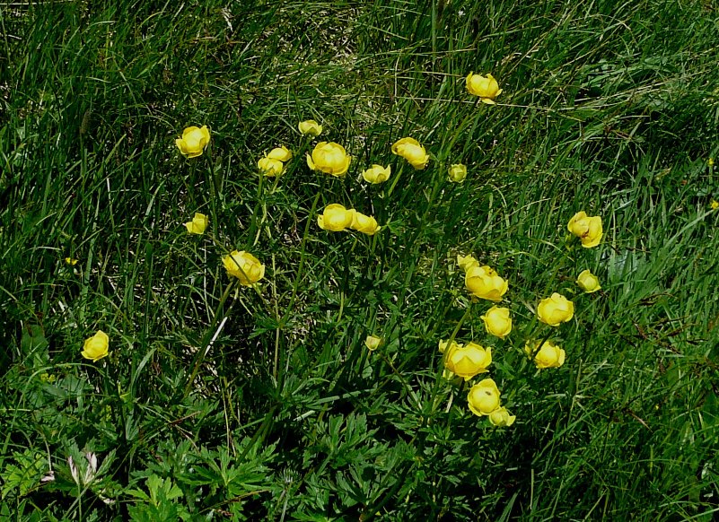 Wiese mit Trollblumen