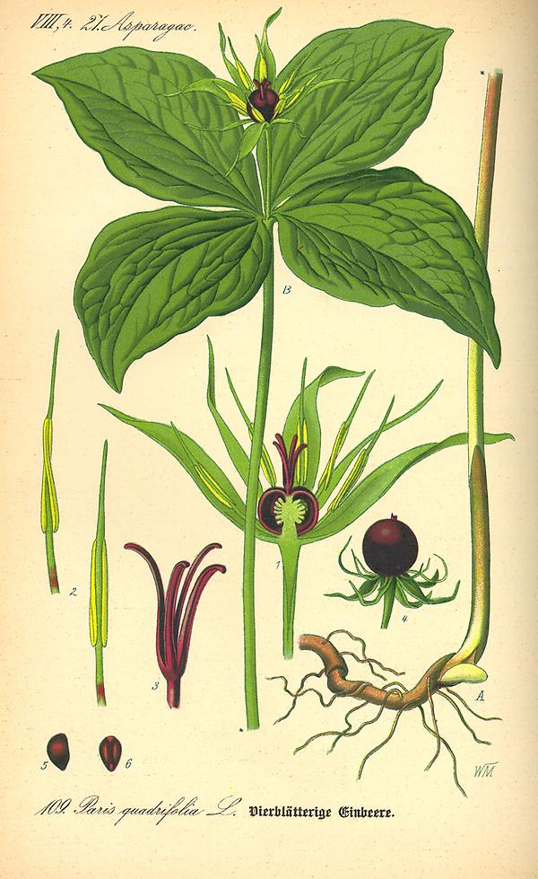 tafel_111_Paros quadrifolia.jpg