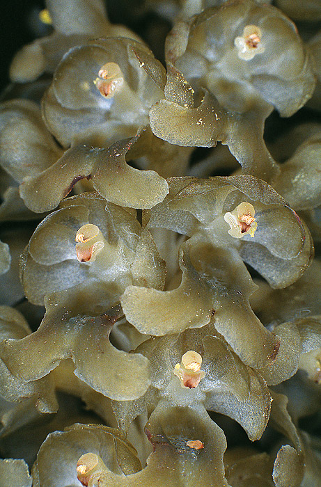 Vogel-Nestwurz, Detail