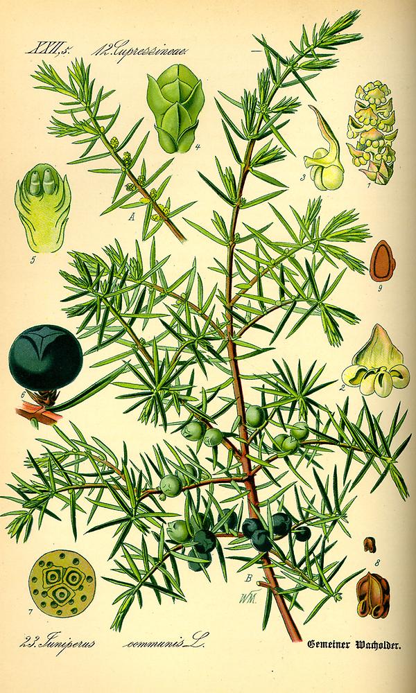 tafel_023_Juniperus communis.jpg