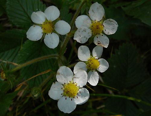 Wald-Erdbeere