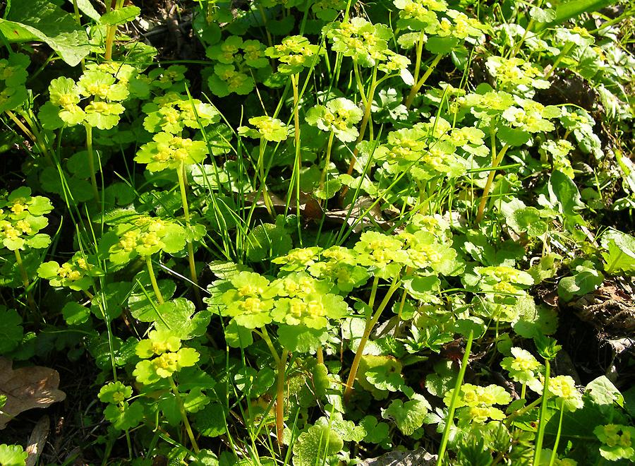 Wechselblättriges Milzkraut, blühend