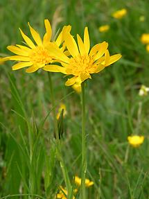 zwei Blüten